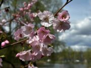 Самая большая аллея сакур в Киеве: новые цвета прогулочной зоны