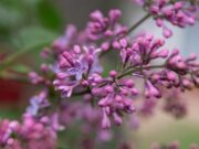 Киев расцветет сиреневыми лепестками: фотогеничные места