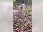 Оленей в Мичигане не будут усыплять после протестов законодателей и зоозащитников