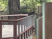 Дикий черный медведь пойман в Калифорнийском зоопарке при попытке «взаимодействовать» с медведями в неволе