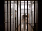 Четвертый заключенный скончался в тюрьмах Массачусетса за месяц